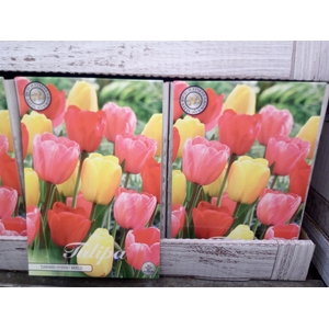 Tulipa   ...flowerbulbs