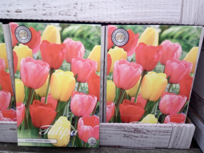 <h4>Tulipa   ...flowerbulbs</h4>