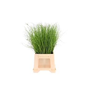 Berk ( Birch ) Apple Green