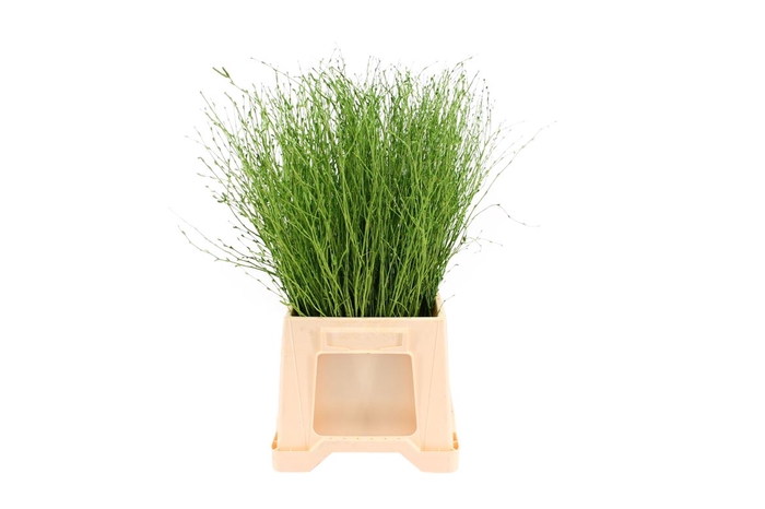 <h4>Berk ( Birch ) Apple Green</h4>