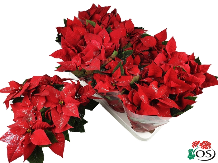 <h4>Euphorbia Mars red Glitters zilver vertakt met hoes</h4>