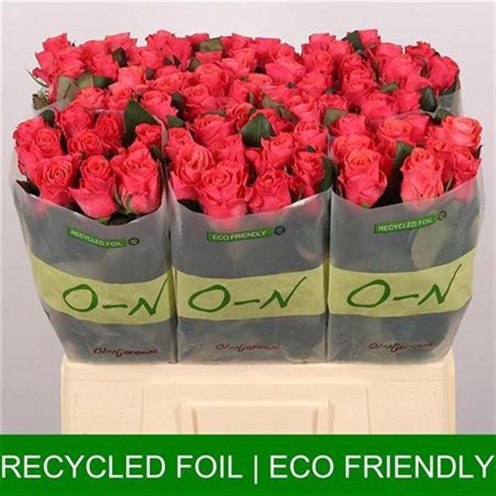 <h4>R Gr Pink Tacazzi+</h4>