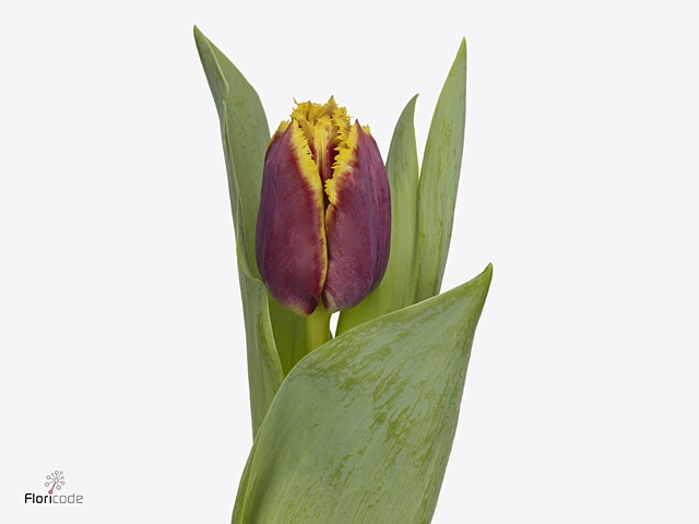 Tulipa si mercure