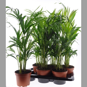DYPSIS LUTESCENS