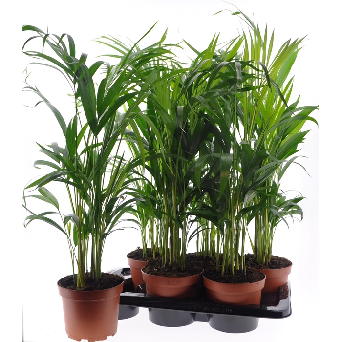 <h4>DYPSIS LUTESCENS</h4>