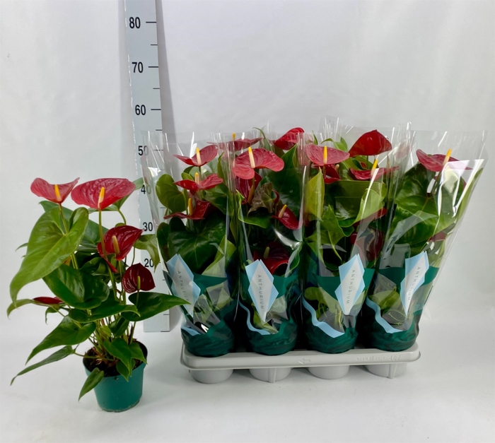 <h4>Anthurium andr. 'Nevada'</h4>