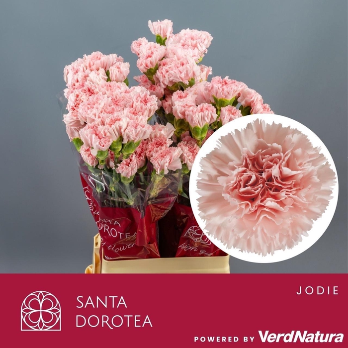 <h4>DI ST JODIE</h4>