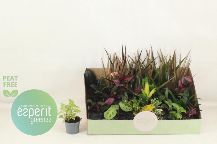 <h4>KAMERPL GEM OV</h4>