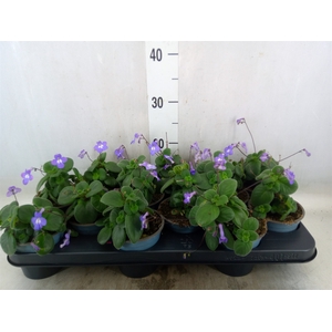 Streptocarpus saxorum