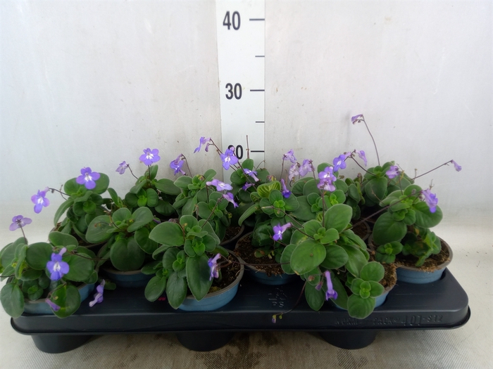 <h4>Streptocarpus saxorum</h4>