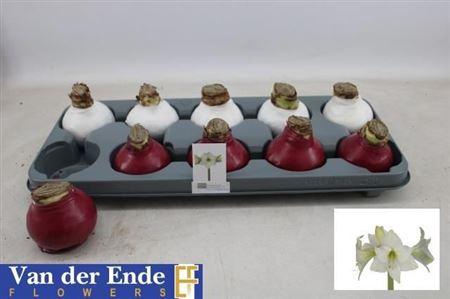 <h4>Bloembol Hippeastrum Red-white</h4>