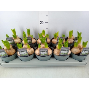 Hyacinthus orie. 'Pearl White'