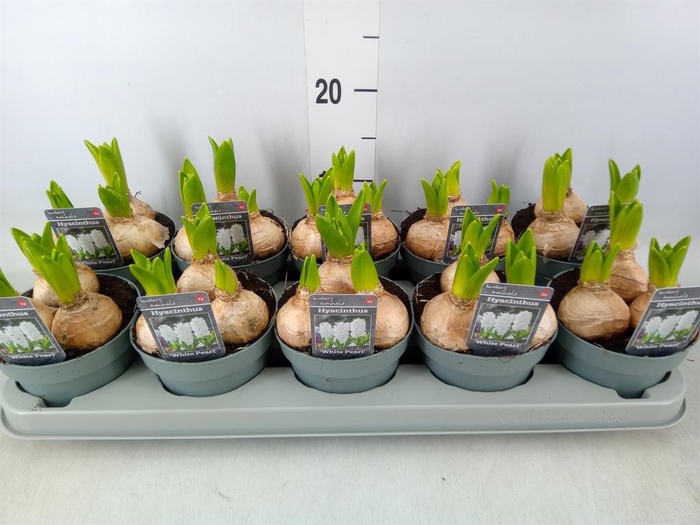 <h4>Hyacinthus orie. 'Pearl White'</h4>