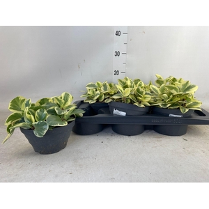 PEP OBT GREEN GOLD