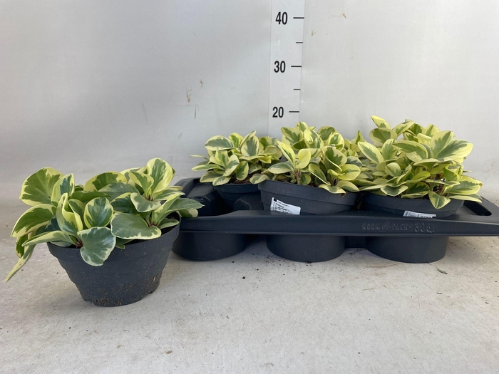 <h4>PEP OBT GREEN GOLD</h4>