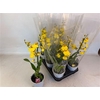 Oncidium Ov 1 Branche