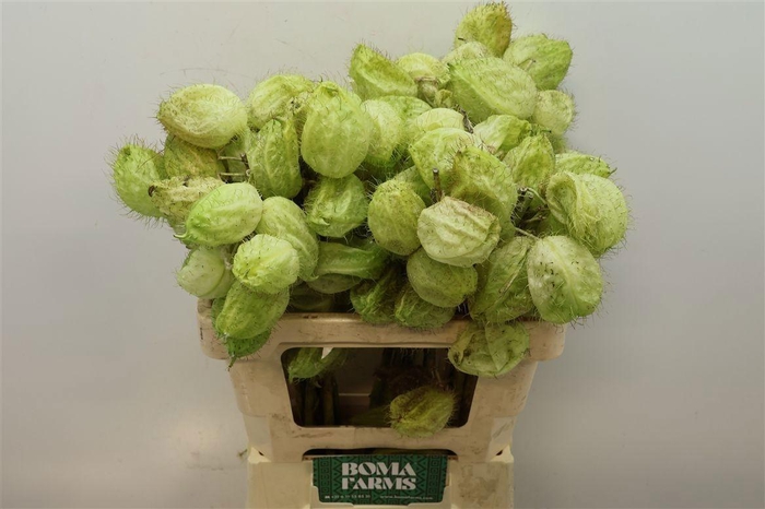 <h4>GOM FR MOBY DICK</h4>