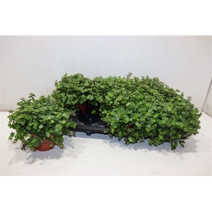 Callisia Repens