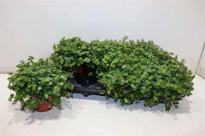 <h4>Callisia Repens</h4>