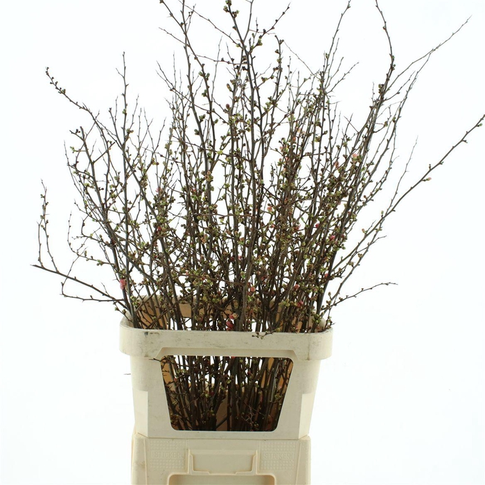 <h4>Chaenomeles Superba</h4>