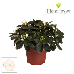 Azalea Flandresse® 'wit' 17+ cm