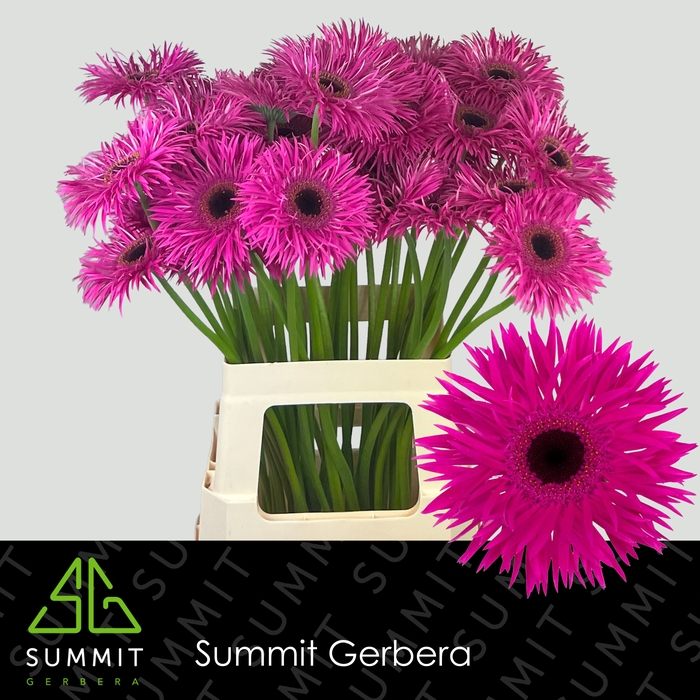 <h4>Gerbera Spider Nola Lang Gelijk 56cm Water x40</h4>