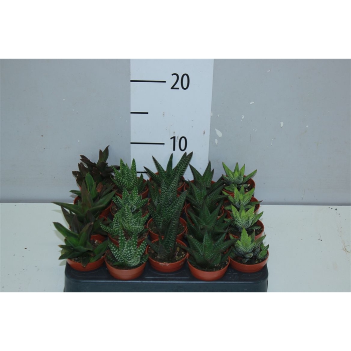 <h4>Haworthia Gemengd</h4>