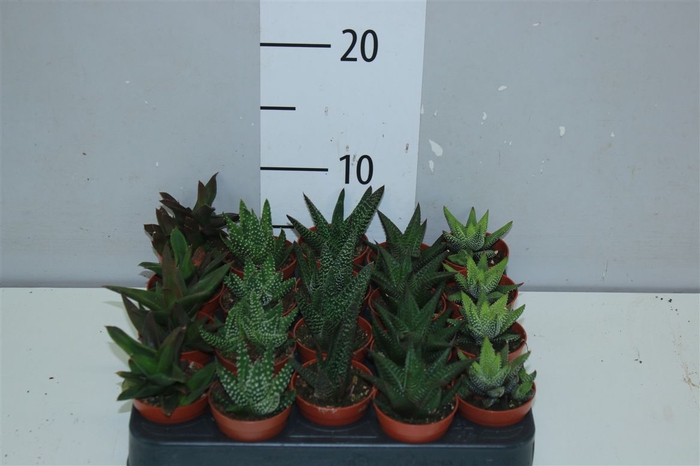 Haworthia Gemengd