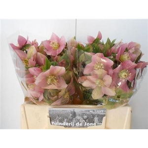 Hell Or Queens L Pin