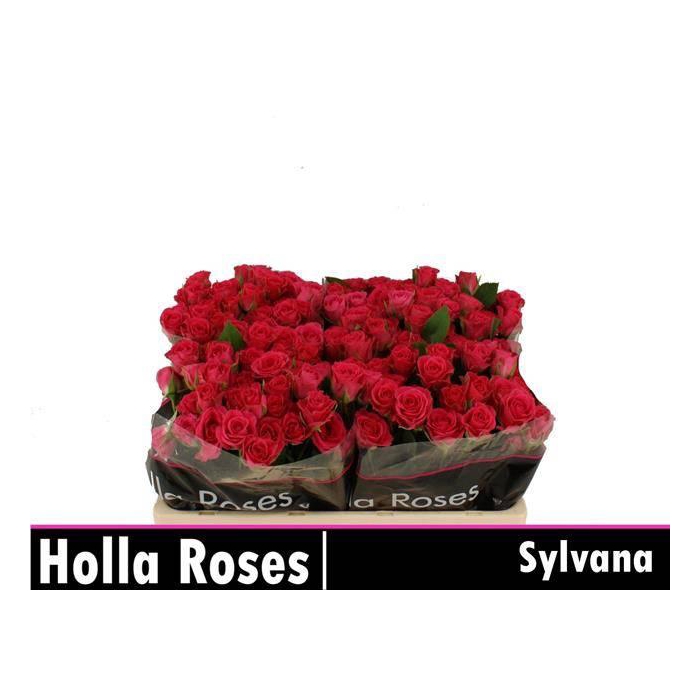 <h4>R TR SYLVANA</h4>