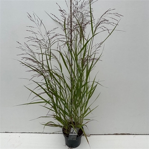 Panicum 'Squaw'