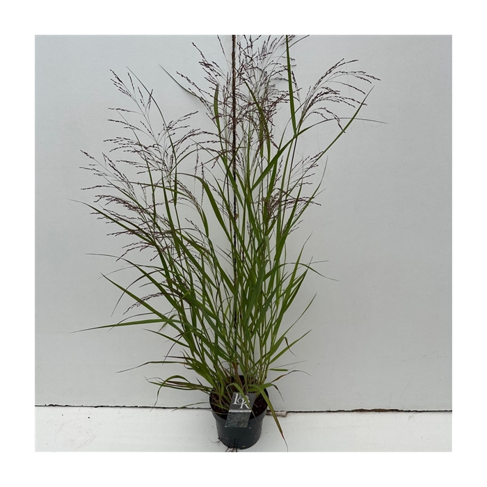 <h4>Panicum 'Squaw'</h4>