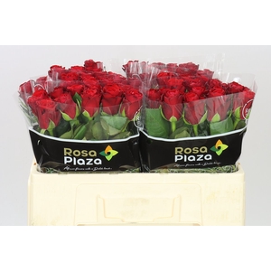 Rosa Gr Red Ribbon