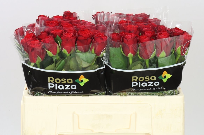 <h4>Rosa Gr Red Ribbon</h4>