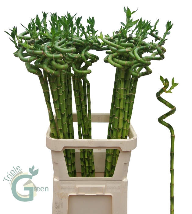 <h4>DRAC LUCKY BAMBOO</h4>