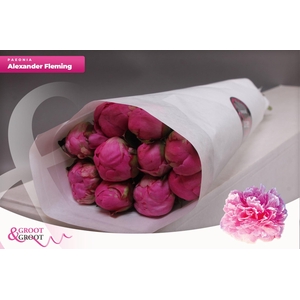 Paeonia Dr. Alexander Fleming | Heavy Quality