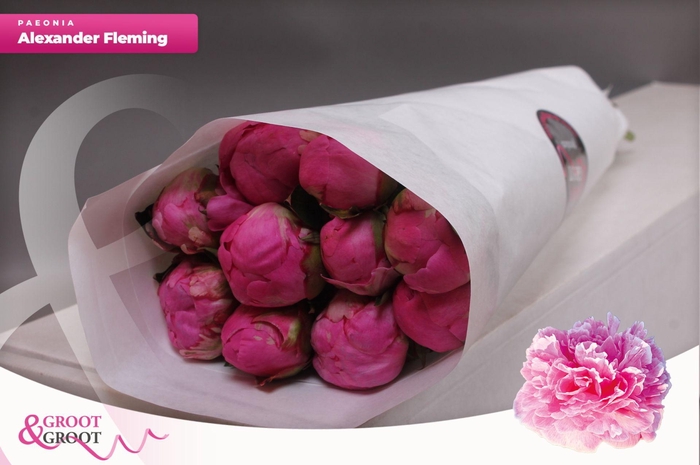 <h4>Paeonia Dr. Alexander Fleming | Heavy Quality</h4>