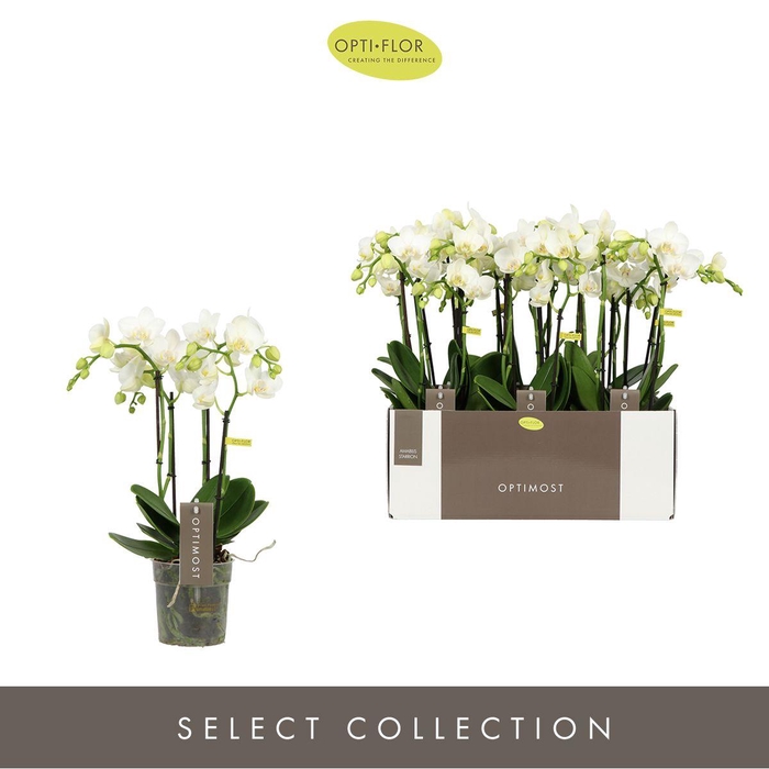 <h4>PHAL OPTIMOST AMABILIS STARRION 4 SPIKE</h4>