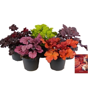 Heuchera Indian Summer mixlaag P15