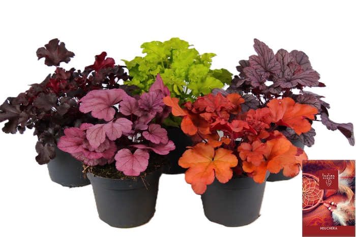 Heuchera Indian Summer mixlaag P15