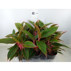 Aglaonema  'Jungle Red'