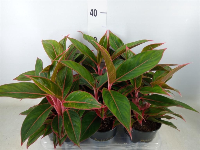 <h4>Aglaonema  'Jungle Red'</h4>