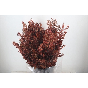 Myrthe Berry Red P Bunch