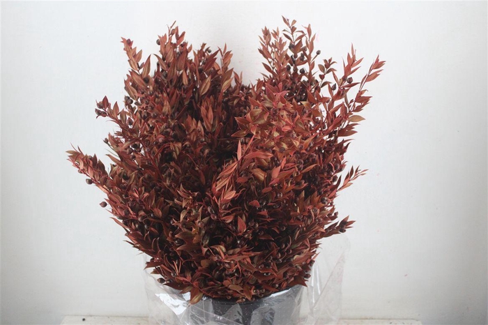 <h4>Myrthe Berry Red P Bunch</h4>