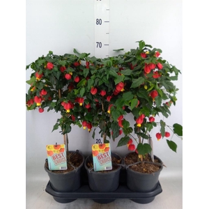 Abutilon  'Big Bell'