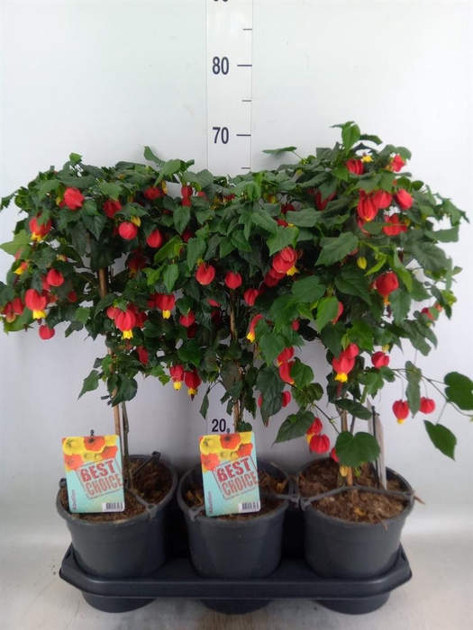 <h4>Abutilon  'Big Bell'</h4>