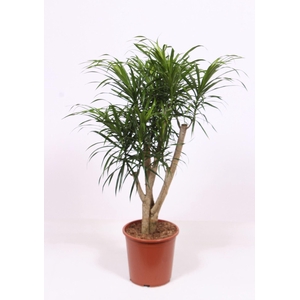 Dracaena Anita