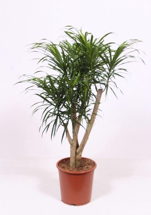 <h4>Dracaena Anita</h4>