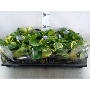 Peperomia