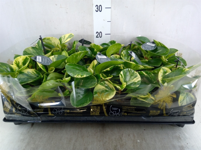 <h4>Peperomia</h4>